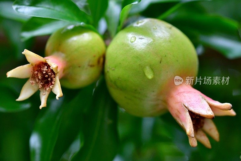 水果植物:石榴/石榴